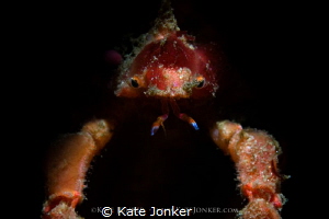 Hotlips!
Snooted hotlips spider crab.  Snooted. by Kate Jonker 